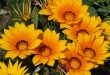 fleurs d'été