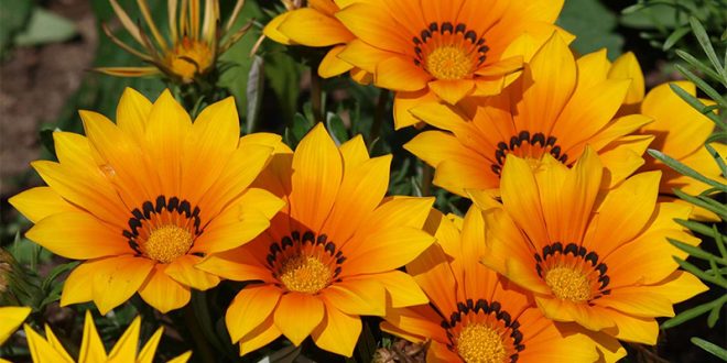 fleurs d'été