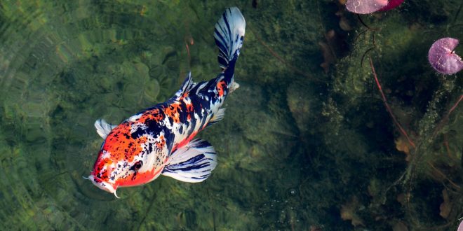 carpe koi